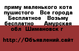 приму маленького кота пушистого - Все города Бесплатное » Возьму бесплатно   . Амурская обл.,Шимановск г.